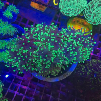 LPS Coral - Ellis Aquatics has 400-500 pounds of cured live rock at any given time, hundreds of fish, 2000+ pieces of corals, and over 600 different items in stock and 1000s more which can be ordered.
Our hard work helping meet and exceed your expectations along with your support and appreciation has helped Ellis Aquatics expand repeatedly. We look forward to continuing to grow with you throughout this hobby, and continue to help you save more and more as we expand.
Thank you for your support and we look forward to a very bright future with you.
Ellis Aquatics….building good business relationships from honesty, and quality. LPS Coral - Ellis Aquatics has 400-500 pounds of cured live rock at any given time, hundreds of fish, 2000+ pieces of corals, and over 600 different items in stock and 1000s more which can be ordered.
Our hard work helping meet and exceed your expectations along with your support and appreciation has helped Ellis Aquatics expand repeatedly. We look forward to continuing to grow with you throughout this hobby, and continue to help you save more and more as we expand.
Thank you for your support and we look forward to a very bright future with you.
Ellis Aquatics….building good business relationships from honesty, and quality.
