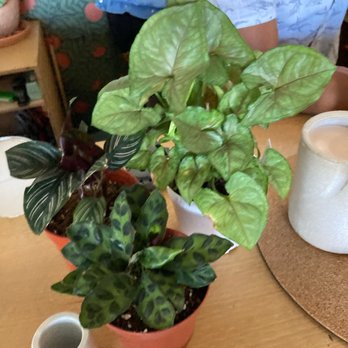 WyldBnch Plants - Nurseries & Gardening Near Me - Los Angeles, California WyldBnch Plants - Nurseries & Gardening Near Me - Los Angeles, California