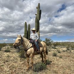 Arizona Horse Company - Photo says it all!