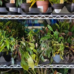 Awful, neglected plants department.