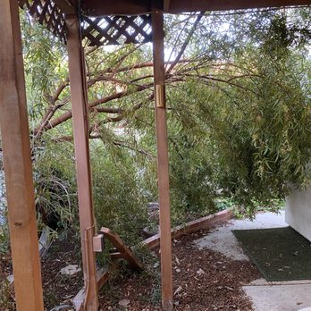 Carlos Tree Service - Here's the pepper tree now blocking access to the patio gate and leaning against the house! - Tree Services Near Me