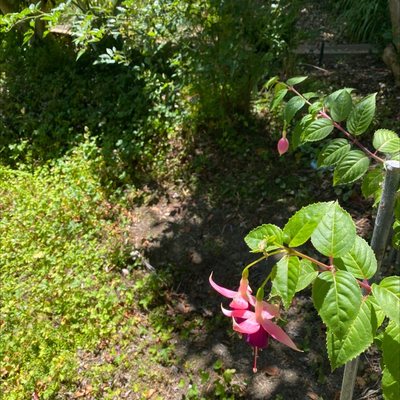 Filbert Steps by null