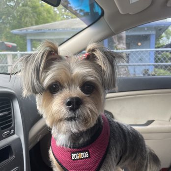 Barks & Tales Dog Spa - Pet Sitting Near Me - Miami, Florida Barks & Tales Dog Spa - Pet Sitting Near Me - Miami, Florida