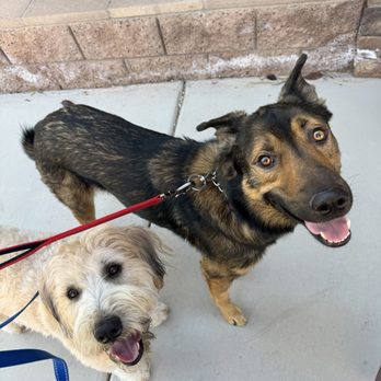 Paws 4 Jager - We love our dog walker - Pet Transportation Near Me Paws 4 Jager - We love our dog walker - Pet Transportation Near Me