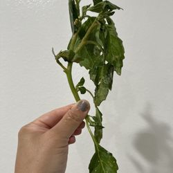 Same random stem with leaves in my spring mix poke bowl with a tiny flower budding on top