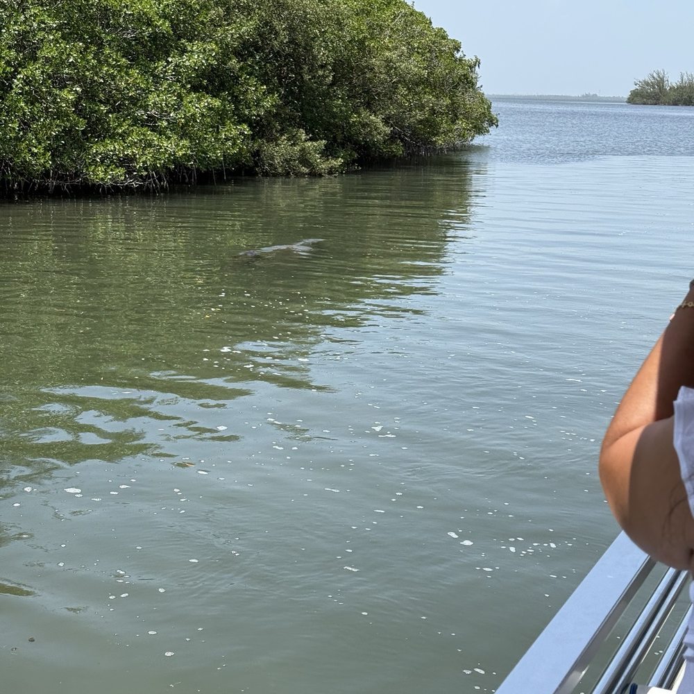 This is a manatee