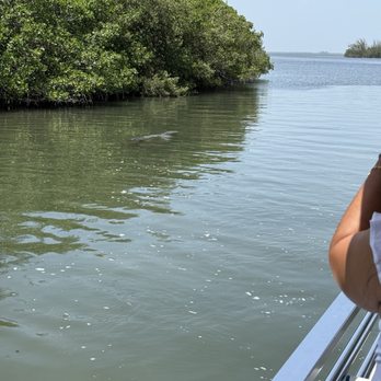 Captain Hirams River King - This is a manatee - Boat Tours Near Me - Sebastian, Florida Captain Hirams River King - This is a manatee - Boat Tours Near Me - Sebastian, Florida