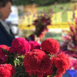 Kokomo Farmers Market