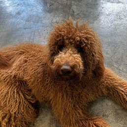 Before his shave! (I love his long fur) but too hot for summers! Before his shave! (I love his long fur) but too hot for summers!