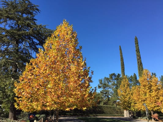 Staglin Family Vineyard by null