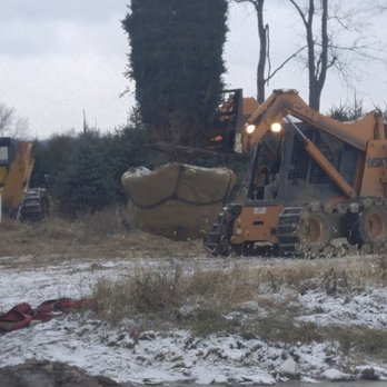 Turners Tree and Landscape - Installing large trees for a customer - Tree Services Near Me Turners Tree and Landscape - Installing large trees for a customer - Tree Services Near Me