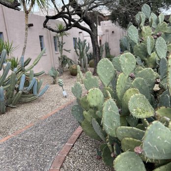 Cielos - Nearby cacti gardens. - Breakfast & Brunch Near Me - Tucson, Arizona Cielos - Nearby cacti gardens. - Breakfast & Brunch Near Me - Tucson, Arizona