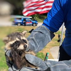 Wildout Animal & Pest Removal Orlando - A baby raccoon removal from a customer's soffit.