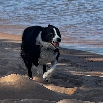 Modern Animal Addison - Herding birds - Veterinarians Near Me - Dallas, Texas Modern Animal Addison - Herding birds - Veterinarians Near Me - Dallas, Texas