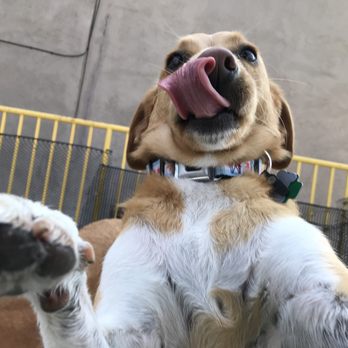 Pupstars - Pet Sitting Near Me - Chicago, Illinois