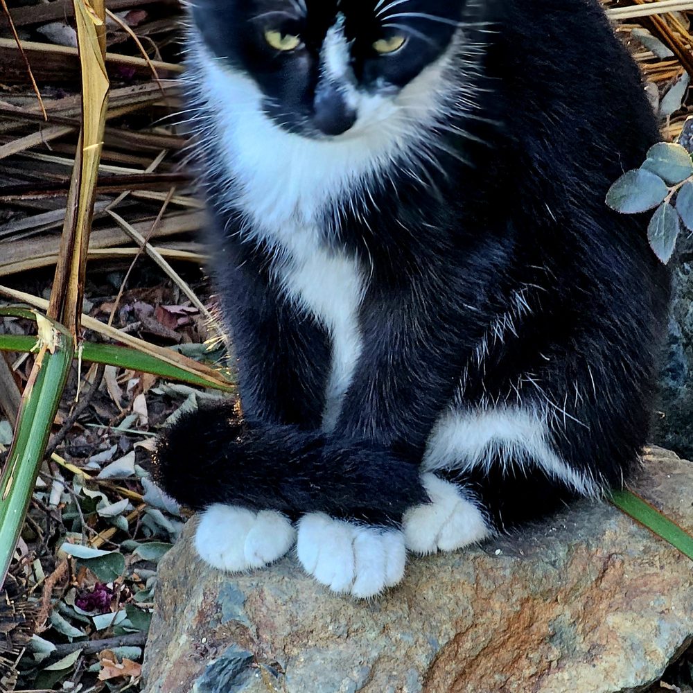 TOP 10 BEST Free Kittens near Escalon, CA - Updated 2026 - Yelp