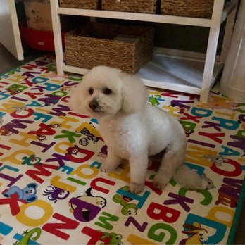 Paw Salon and Spa - James Franco! #haircut - Pet Groomers Near Me Paw Salon and Spa - James Franco! #haircut - Pet Groomers Near Me