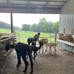 Long Hollow Suri Alpacas