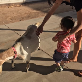Phoenix Zoo - Petting zoo - Zoos Near Me - Phoenix, Arizona Phoenix Zoo - Petting zoo - Zoos Near Me - Phoenix, Arizona