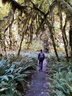 Hoh Rain Forest by null