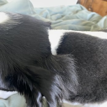 Muddy Paws OC - Pet Groomers Near Me - Orange, California