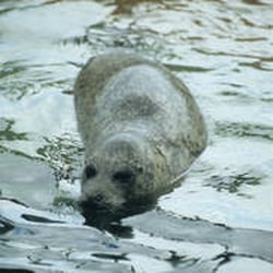 Seehundsbank