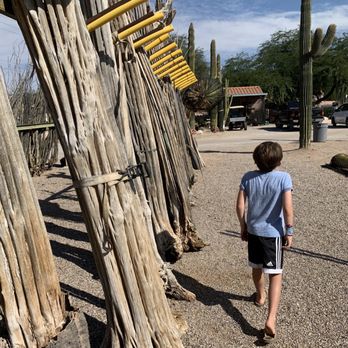 Old Pueblo Cactus - Saguaro cactus ribs - Nurseries & Gardening Near Me - Tucson, Arizona