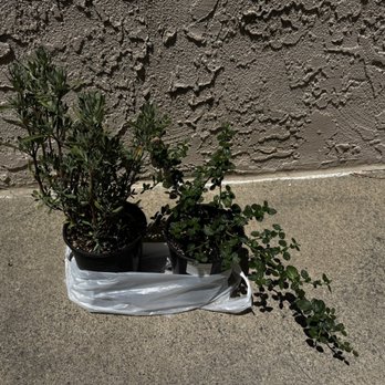Ricardo's Nursery - Horrible photo of my new beauties! Yankee point Carmel creeper ($10, 1 gallon) & Cleveland sage which blooms purple flowers ($12, 1 gallon) - Nurseries & Gardening Near Me - Long Beach, California