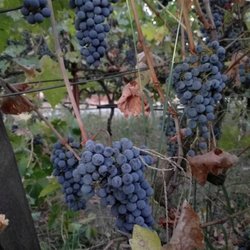 Matthew Gibson Winery - Cabernet ready to be picked.