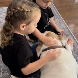 Zen Paw Dog Walking & Pet Sitting