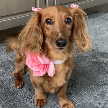 Graceful grooming - Pet Groomers Near Me Graceful grooming - Pet Groomers Near Me
