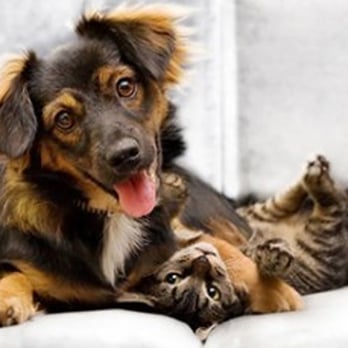 Sam Miller's Carpet Care - Pet Stain & Odor Lancaster CA - Carpet Cleaning Near Me - Agoura Hills, California Sam Miller's Carpet Care - Pet Stain & Odor Lancaster CA - Carpet Cleaning Near Me - Agoura Hills, California