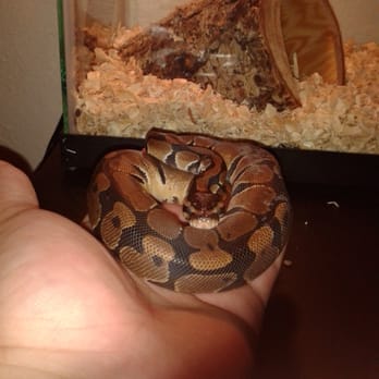 PetSmart - KALI my snake - Pet Groomers Near Me - Littleton, Colorado PetSmart - KALI my snake - Pet Groomers Near Me - Littleton, Colorado