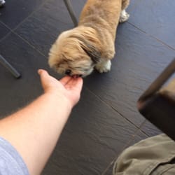 Vue du Chateau - Le chien de maison, Georgie (je pense), recueille son impôt sur le déjeuner: