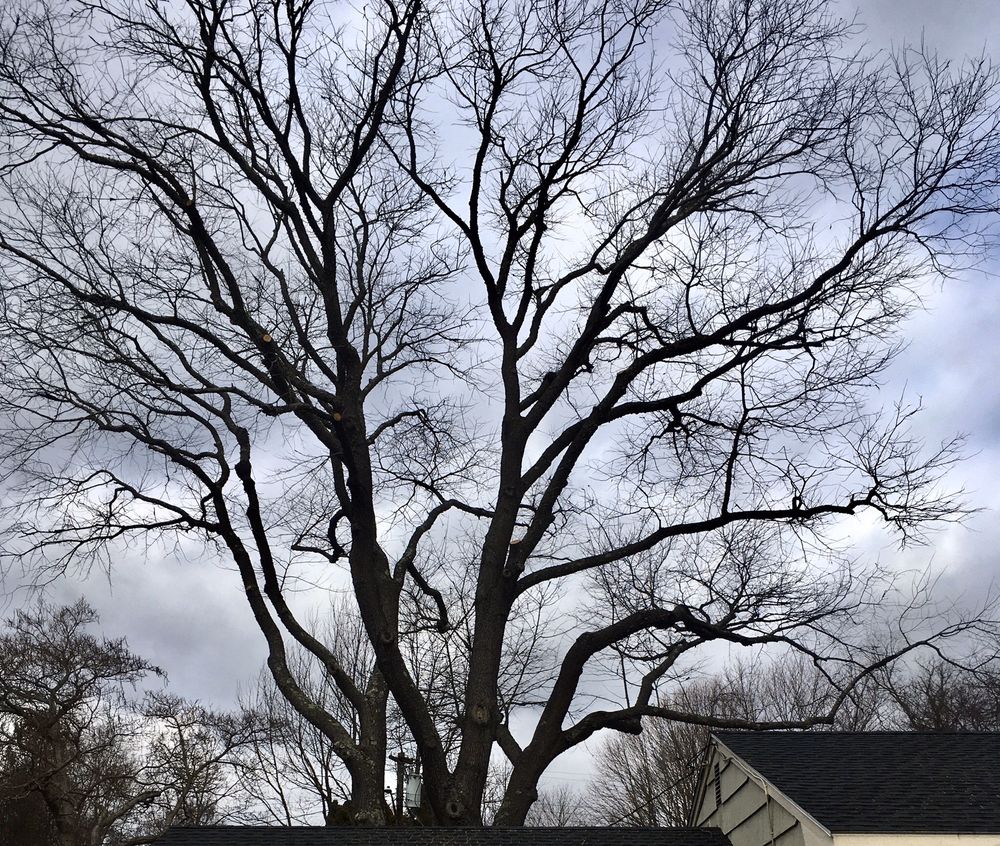 ISELIN TREE EXPERTS Updated August 2024 65 Nathans Ln, Madison, Connecticut Phone Number