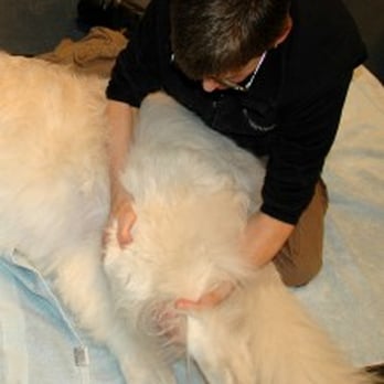 Canine Massage Chicago - Pet Services Near Me - Oak Park, Illinois Canine Massage Chicago - Pet Services Near Me - Oak Park, Illinois
