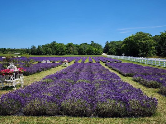 Fragrant Isle Lavender Farm & Shop by null