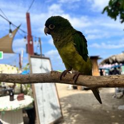 El Patio - Doroteo the business parrot
