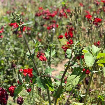 Sandoval and Sons Flower Grower - Pick Your Own Farms Near Me - Bonsall, California Sandoval and Sons Flower Grower - Pick Your Own Farms Near Me - Bonsall, California