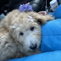 Sofie on her way to her forever home Sofie on her way to her forever home