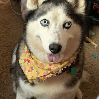 Shepherd Pet Hospital - Luna happy at home - Veterinarians Near Me - Fresno, California