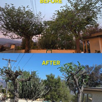 24 Seven Tree Service - Before & After. All I wanted was a trim and to keep some shade. - Tree Services Near Me 24 Seven Tree Service - Before & After. All I wanted was a trim and to keep some shade. - Tree Services Near Me