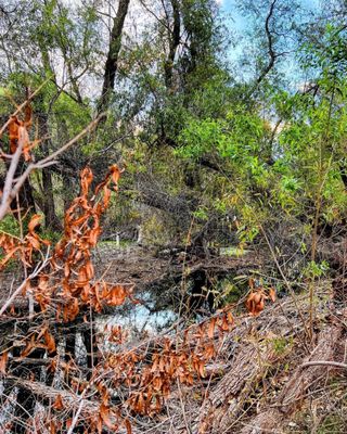 Hassayampa River Preserve by null
