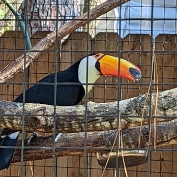 Ellen Trout Zoo - Toucan - Zoos Near Me - Lufkin, Texas