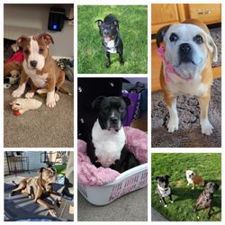Strong Village Veterinary Center - Krissy's fur babies