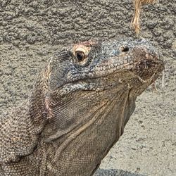 Zoologická zahrada hl. m. Prahy
