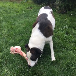 Franks Meat Market - Biscuit in her dinosaur bone!