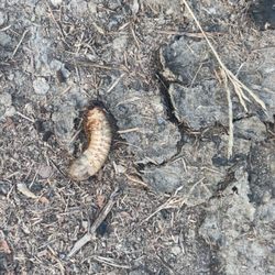 Mallows Bay Park - Caterpillar