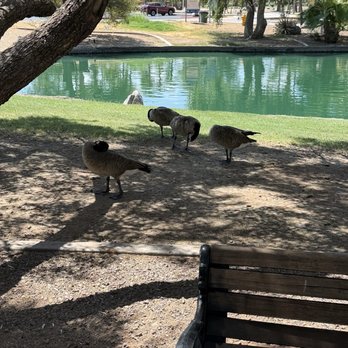 Encanto Park - Green water - Parks Near Me - Phoenix, Arizona Encanto Park - Green water - Parks Near Me - Phoenix, Arizona