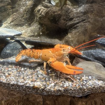 Mystic Aquarium - Rare red lobster - Aquariums Near Me - Mystic, Connecticut Mystic Aquarium - Rare red lobster - Aquariums Near Me - Mystic, Connecticut